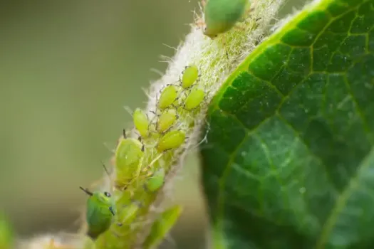 Как избавиться от тли на участке при помощи зоошампуня: инновационный метод